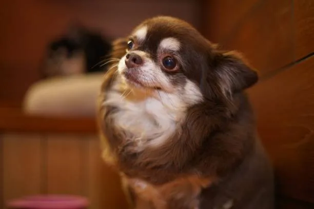  papillon mix with chihuahua Dietary Requirements