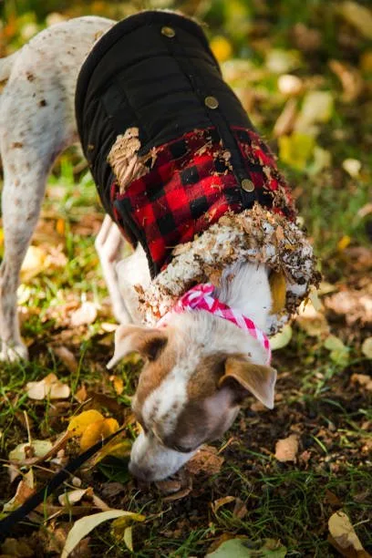pictures of jack russell chihuahua mix Relish Refreshing