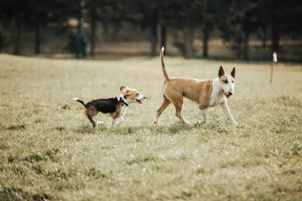  pit and chihuahua mix Health and Happiness: Dog Care Essentials for Chihuahua Mix Breeds