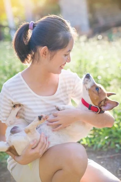  pit and chihuahua mix Dietary Needs