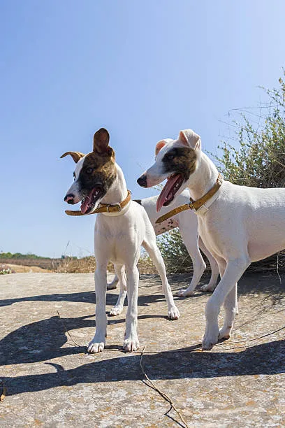  pit and chihuahua mix Comprehensive Canine Care: A Guide to Responsible Pet Ownership