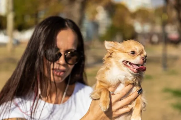  pit and chihuahua mix Pros and Cons of Pit-Chi Ownership