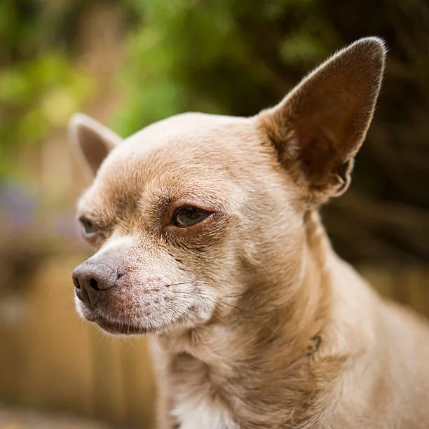  pit and chihuahua mix Adopt, Don't Shop: The Benefits of Animal Shelter Adoption