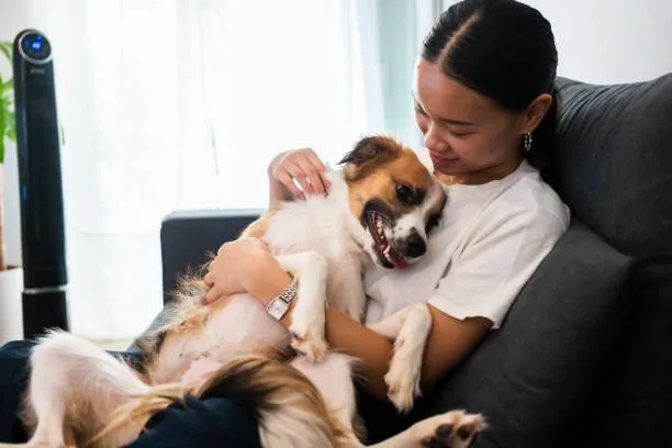  pit bull and chihuahua mix dog Health Considerations Unique to Chipits