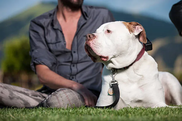  pit bull and chihuahua mix dog Suitability as a Family Pet
