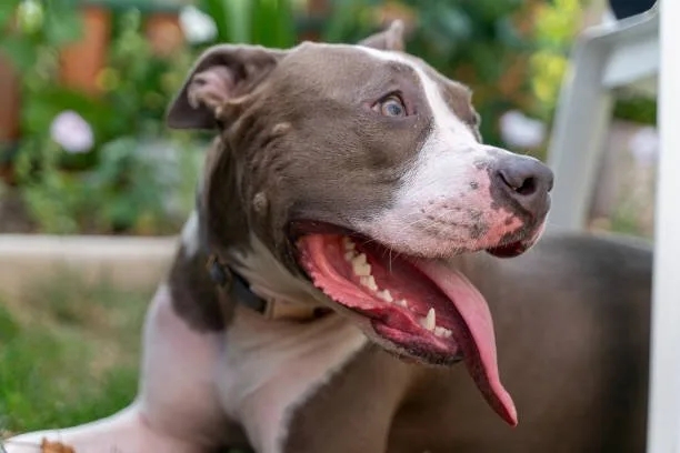  pit bull and chihuahua mix dog Training and Socialization Needs