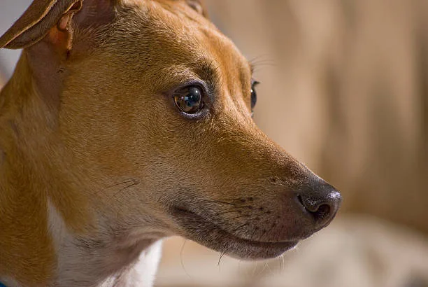  pit bull and chihuahua mix dog Closing Thoughts on the Pit Bull Chihuahua Mix