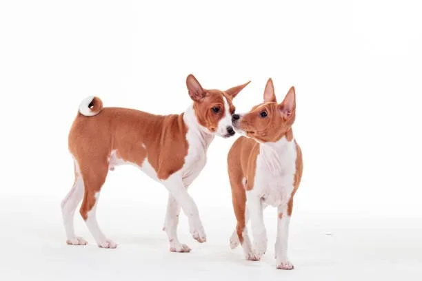  pit bull and chihuahua mix dog Exercise Requirements and Activity Levels