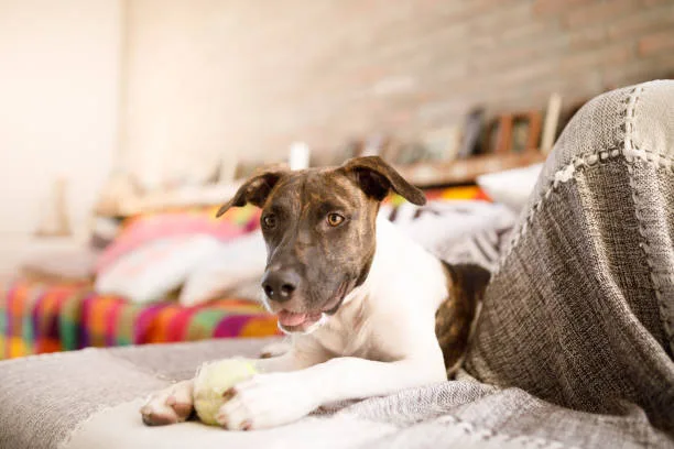  pit bull and chihuahua mix dog Temperament and Personality Traits