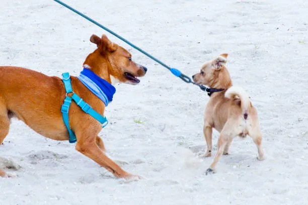  pit bull and chihuahua mix dog Exploring the Chihuahua Mix Temperament and Pitbull Mix Personality
