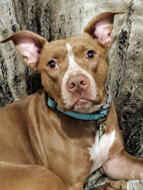  pit bull and chihuahua mix dog The Appeal of Compact-Sized Pets and Dog Breed Compatibility