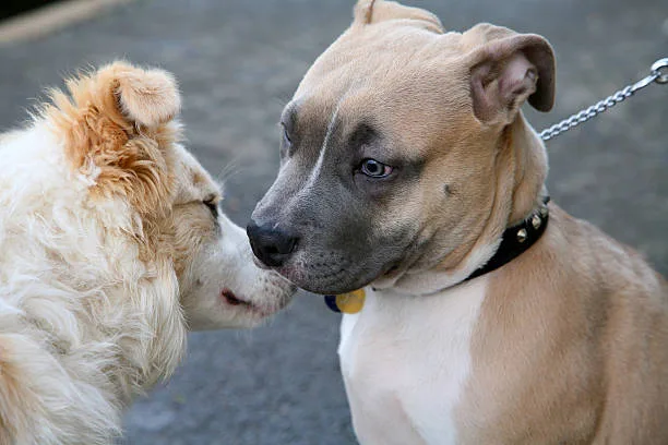  pit bull and chihuahua mix dog The Role of Hybrid Vigor in Pitbull-Chihuahua Health and Lifespan