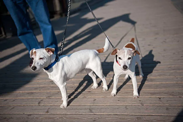  pit bull and chihuahua mix Socialization Strategies