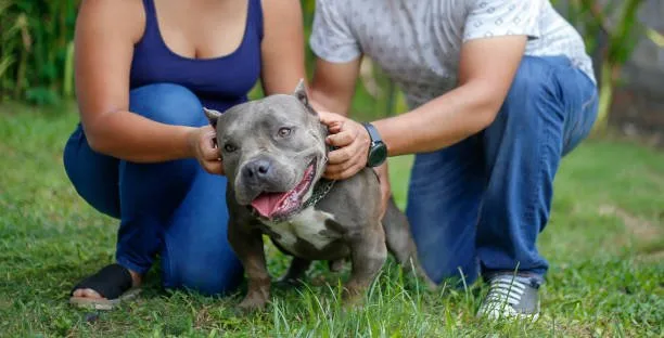  pit bull and chihuahua mix Understanding the Chi-Pit: A Blend of Vigor and Affection