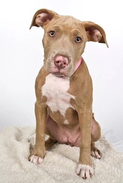  pit bull and chihuahua mix Adoption and Ethical Considerations in Cross-breed Care