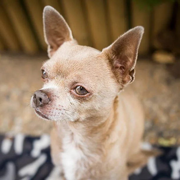  pit bull and chihuahua mix Exercise Essentials