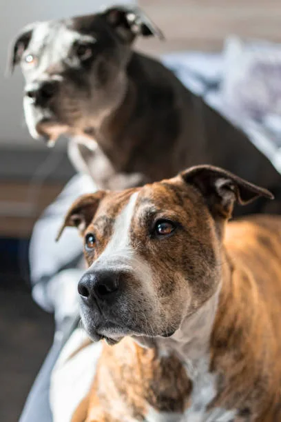  pit bull and chihuahua mix Effective Communication with Your Dog