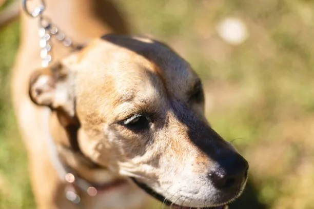  pit bull and chihuahua mix Health and Lifestyle for the Pitbull Chihuahua Hybrid