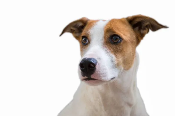  pit bull and chihuahua mix Advanced Training Techniques