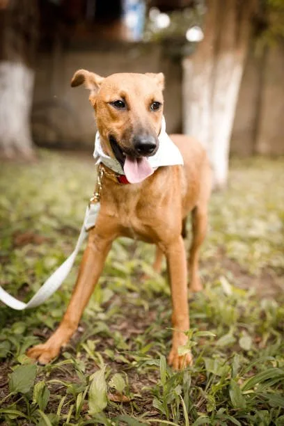  pit bull chihuahua mix Training, Socialization, and Lifestyle Compatibility