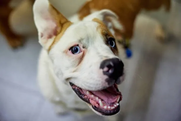  pit bull chihuahua mix Conclusion: Is the Pit Bull Chihuahua Mix Right for You?