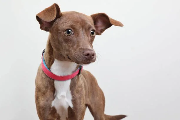  pit bull chihuahua mix Diet and Nutrition