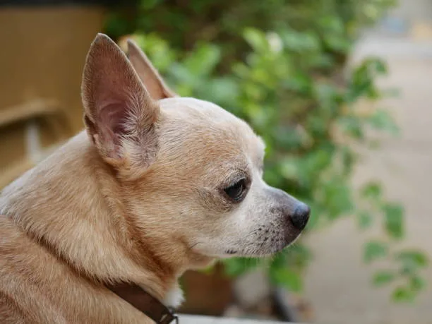  pit bull chihuahua mix Training and Socialization