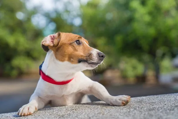  pit bull chihuahua mix Living Environment
