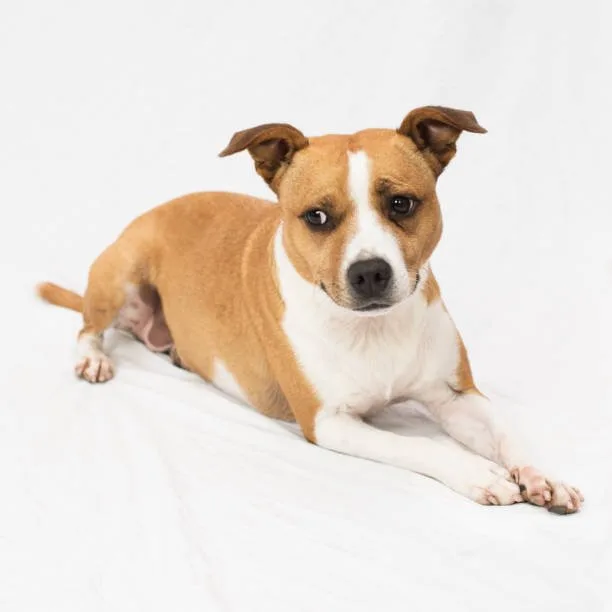  pit bull chihuahua mix Temperament and Personality