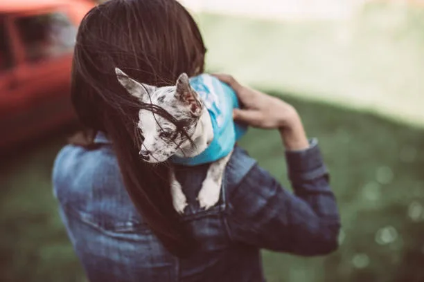 pit bull mixed with chihuahua The Compatibility of Mixed Breed Pets