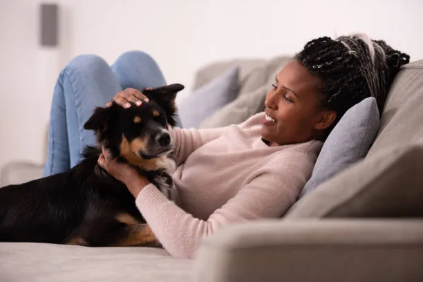 pit bull mixed with chihuahua Health and Lifespan in Pitbull Chihuahua Crosses