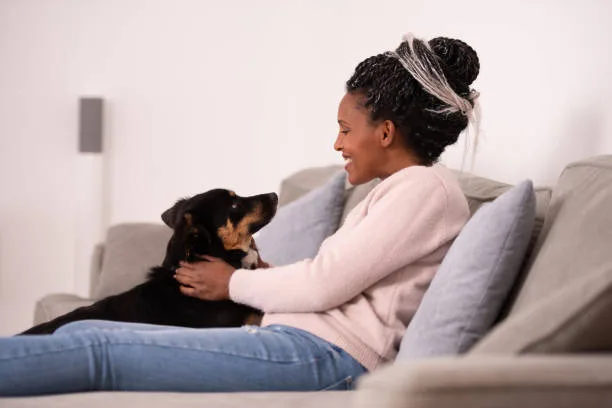 pit bull mixed with chihuahua Adoption and Training Strategies for Designer Dog Breeds