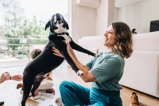 pit bull mixed with chihuahua Health Considerations