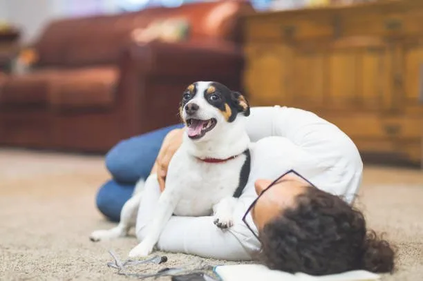 pit bull mixed with chihuahua Conclusion and Adoption Tips