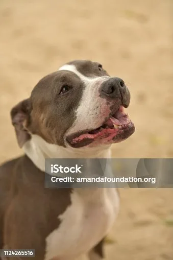  pit bull terrier chihuahua mix Health Considerations and Lifespan