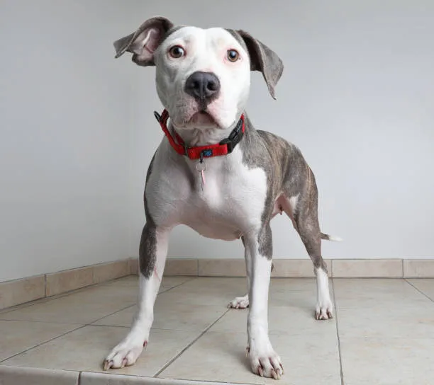  pit bull terrier chihuahua mix Apartment Living vs. House with Yard