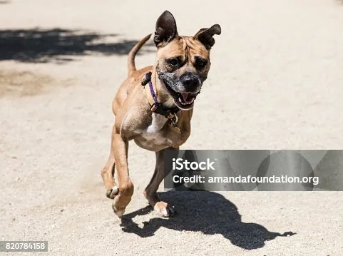  pit bull terrier chihuahua mix Behavioral Characteristics