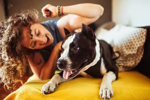  pit bull terrier chihuahua mix Exercise and Energy Levels