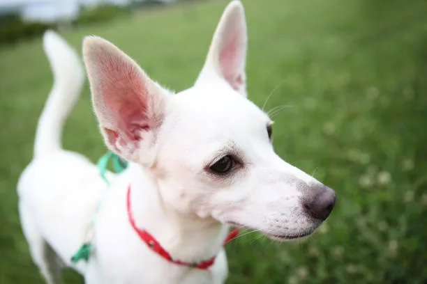 Pit chihuahua mix puppy Training and Behavior in Mixed Breed Dogs