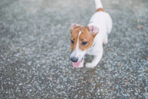Pit chihuahua mix puppy Temperament and Behavior