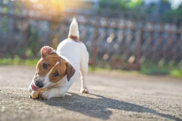 Pit chihuahua mix puppy Is a Pit Chihuahua Mix Right for You?