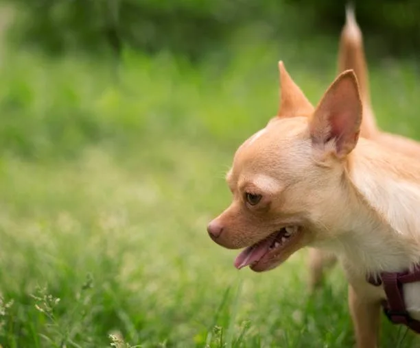 Pit chihuahua mix puppy Living with Small Breed Hybrids in Apartments