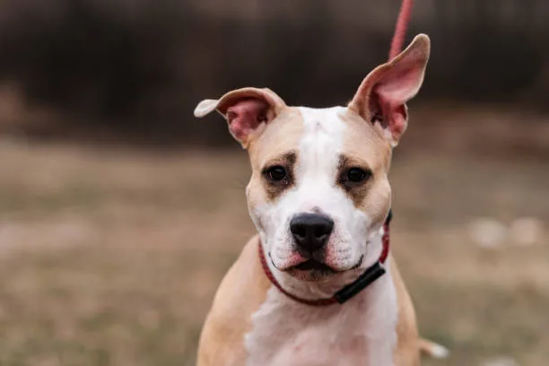 Pit chihuahua mix puppy Health and Lifespan