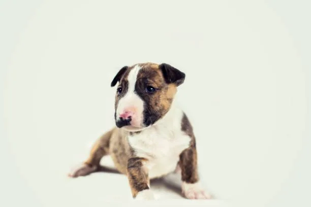 Pit chihuahua mix puppy Understanding the Prey Drive