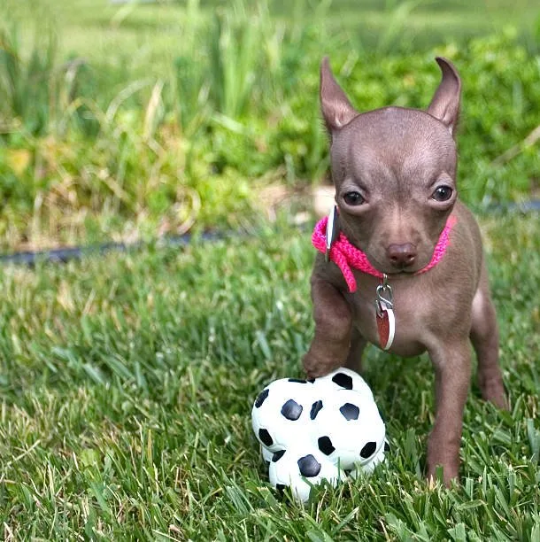Pit chihuahua mix puppy Adoption and Finding the Right Puppy