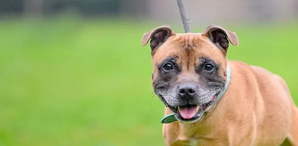 Pit chihuahua mix puppy Grooming Needs