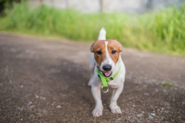 Pit chihuahua mix puppy Designer Dogs and Hybrid Vigor
