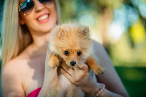Pit chihuahua mix puppy Training and Socialization