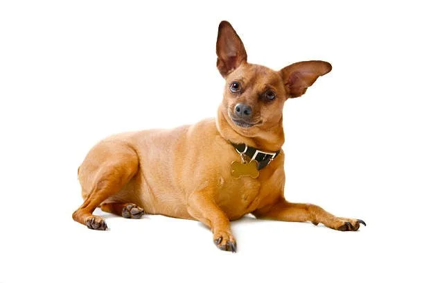 pit mix chihuahua Socialization and Interaction