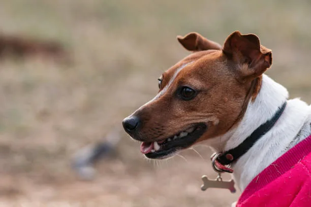 pit mix chihuahua Comparative Analysis of Pit Bull Chihuahua Mix Size and Exercise Requirements